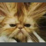 Curriculum in everything?